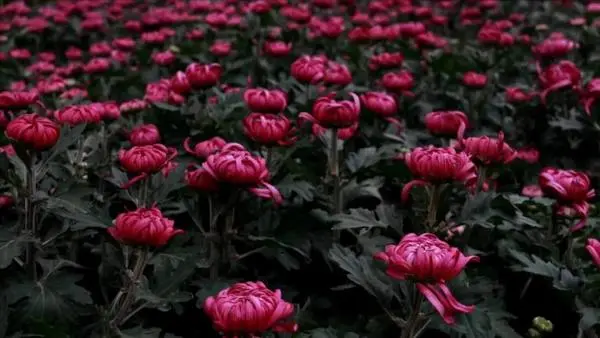 關於賞菊這件事，主會場有話說！