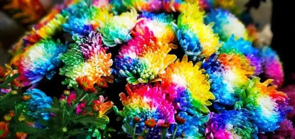 關於賞菊這件事，主會場有話說！