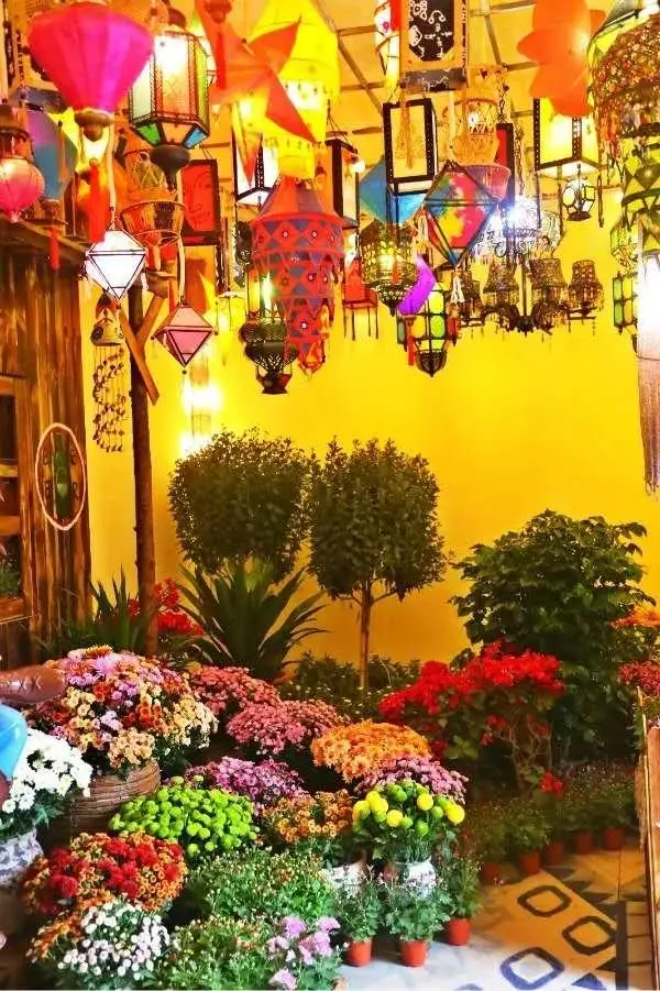 關於賞菊這件事，主會場有話說！