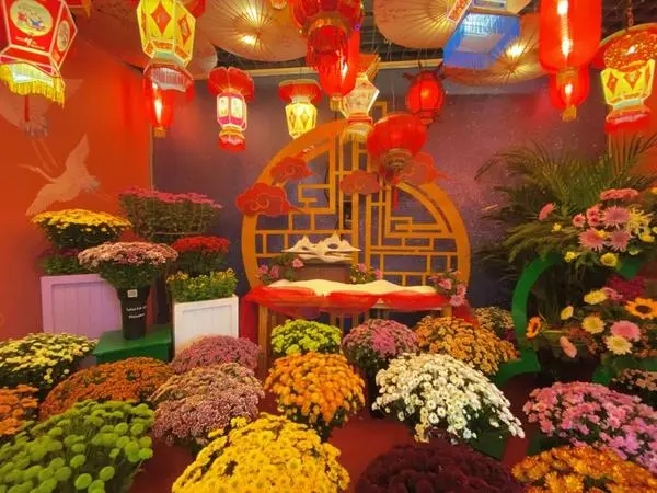 關於賞菊這件事，主會場有話說！