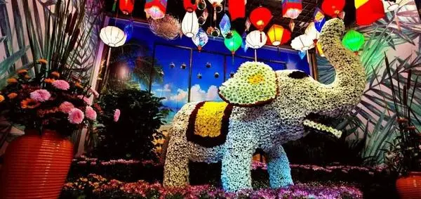 關於賞菊這件事，主會場有話說！