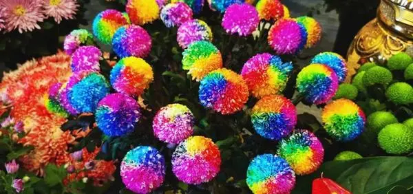 關於賞菊這件事，主會場有話說！