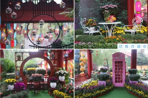 關於賞菊這件事，主會場有話說！