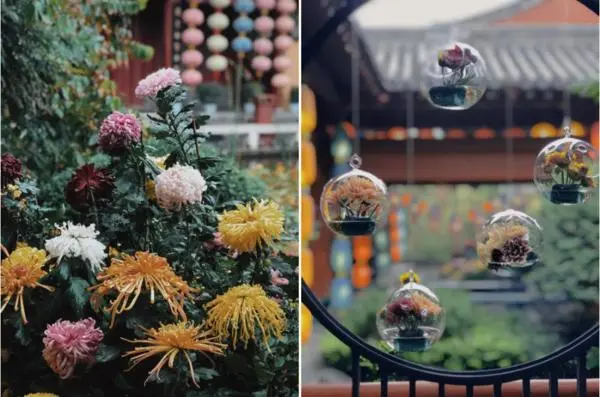 關於賞菊這件事，主會場有話說！