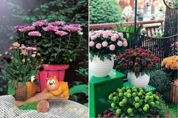 關於賞菊這件事，主會場有話說！