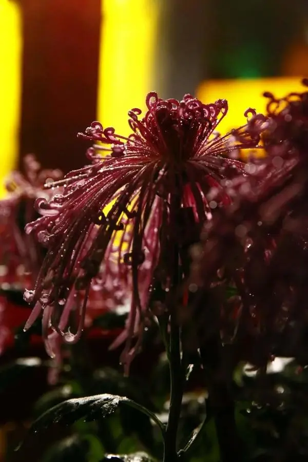 關於賞菊這件事，主會場有話說！