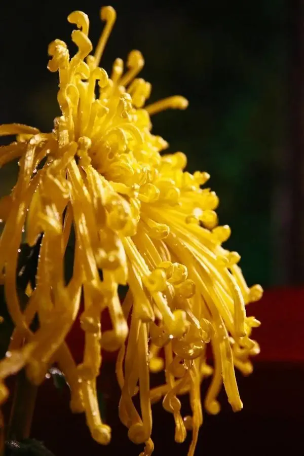 關於賞菊這件事，主會場有話說！