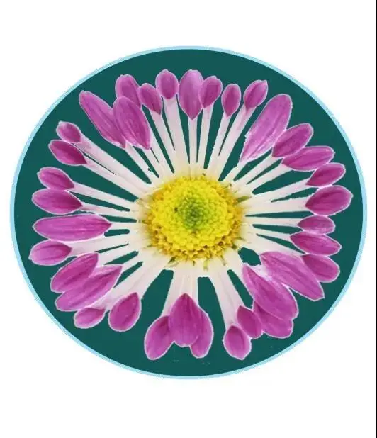 關於賞菊這件事，主會場有話說！