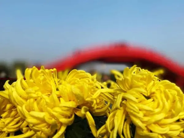 關於賞菊這件事，主會場有話說！