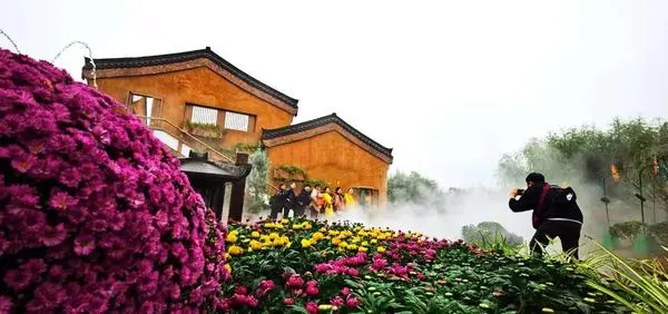 關於賞菊這件事，主會場有話說！