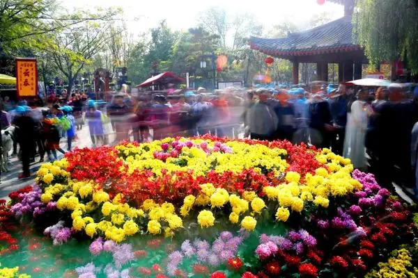 關於賞菊這件事，主會場有話說！