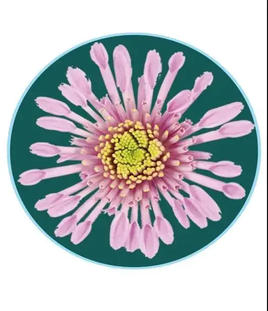 關於賞菊這件事，主會場有話說！