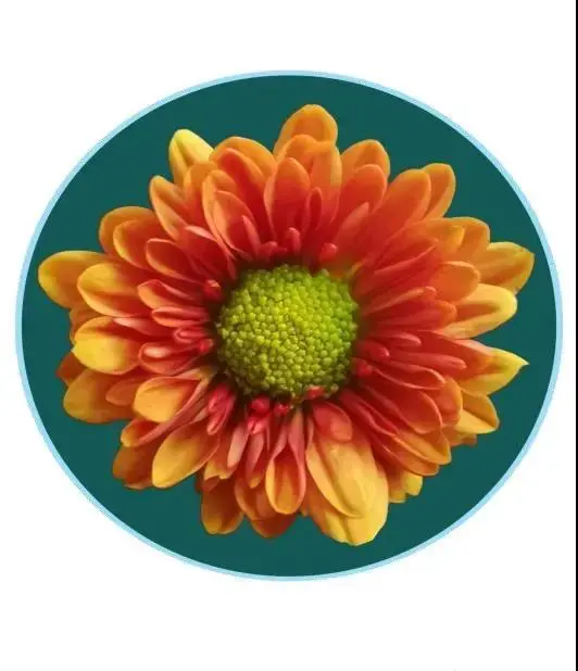 關於賞菊這件事，主會場有話說！