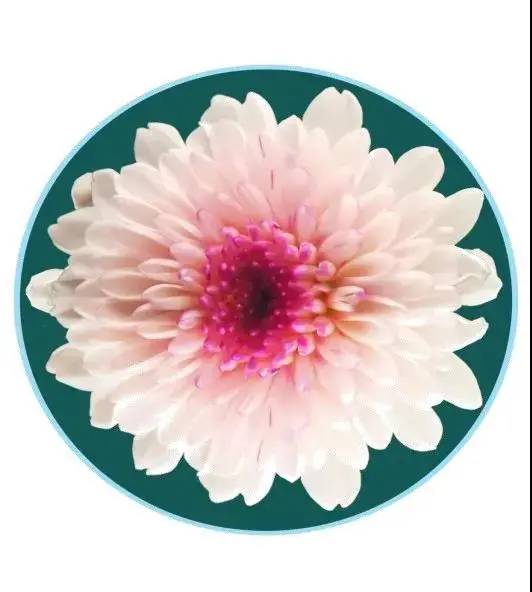 關於賞菊這件事，主會場有話說！