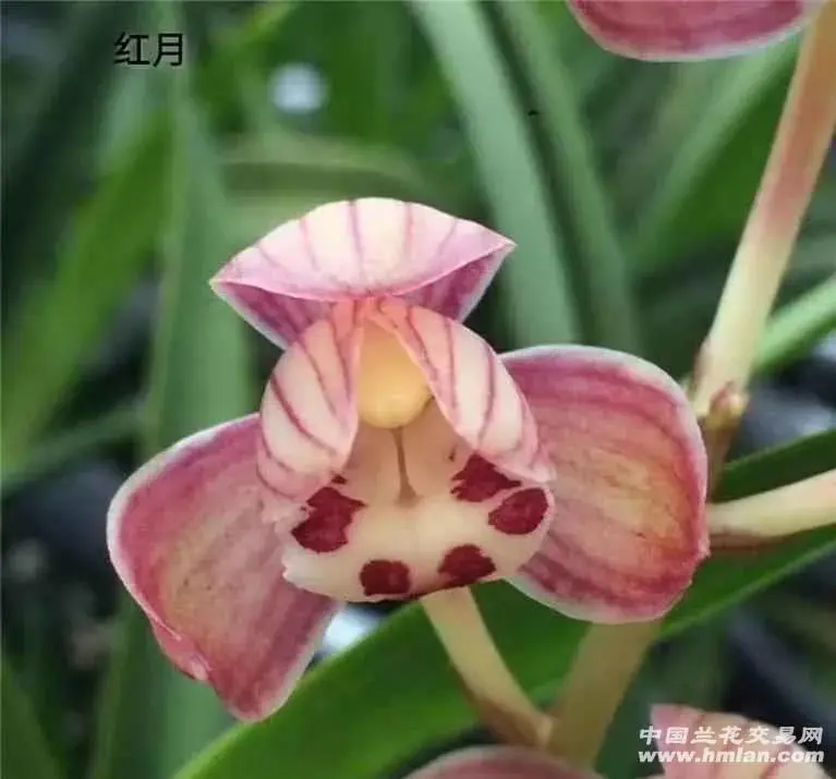进入十一月以后，还可以给兰叶喷洒水分吗？