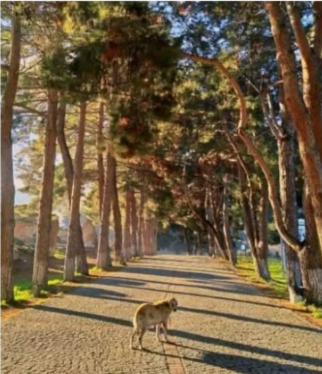 心理测试：你会在哪条小路上晨跑？一秒测出你最近需要注意什么！