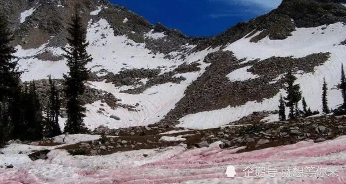 南极传来坏消息，南极出现“血雪”，全世界担心的事情已经发生