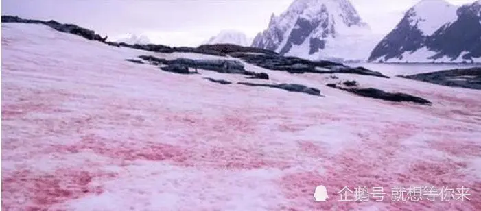 南极传来坏消息，南极出现“血雪”，全世界担心的事情已经发生