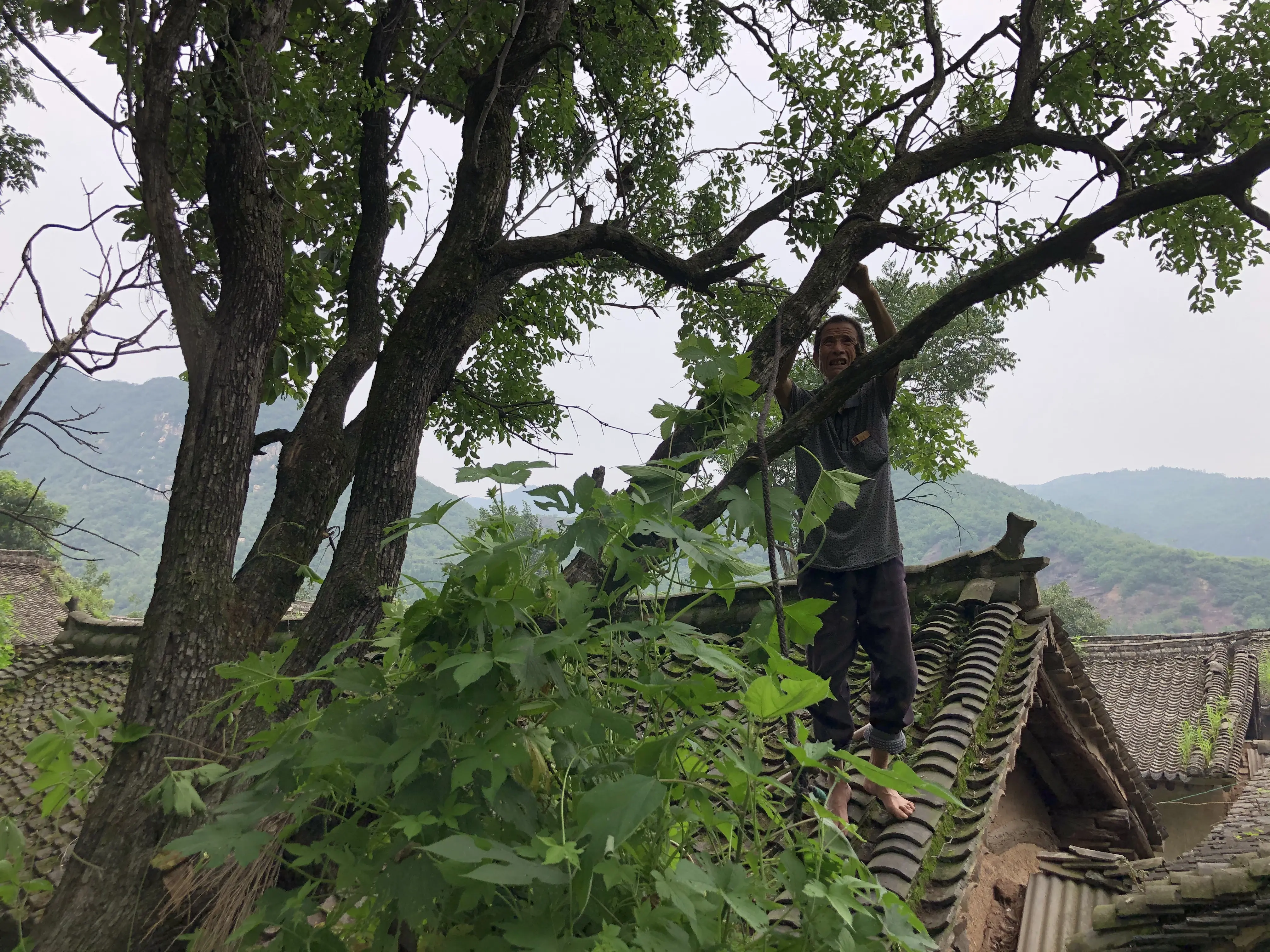 俗话说：“人住麻雀屋，辈辈出栋梁”，为何“麻雀屋”会出栋梁？