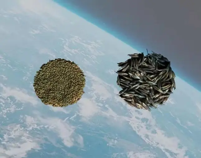 草种飞上太空！嫦娥五号开展空间诱变实验