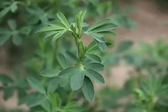 草种飞上太空！嫦娥五号开展空间诱变实验