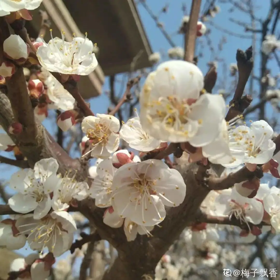 出生在几月份，最旺你的花就是它！