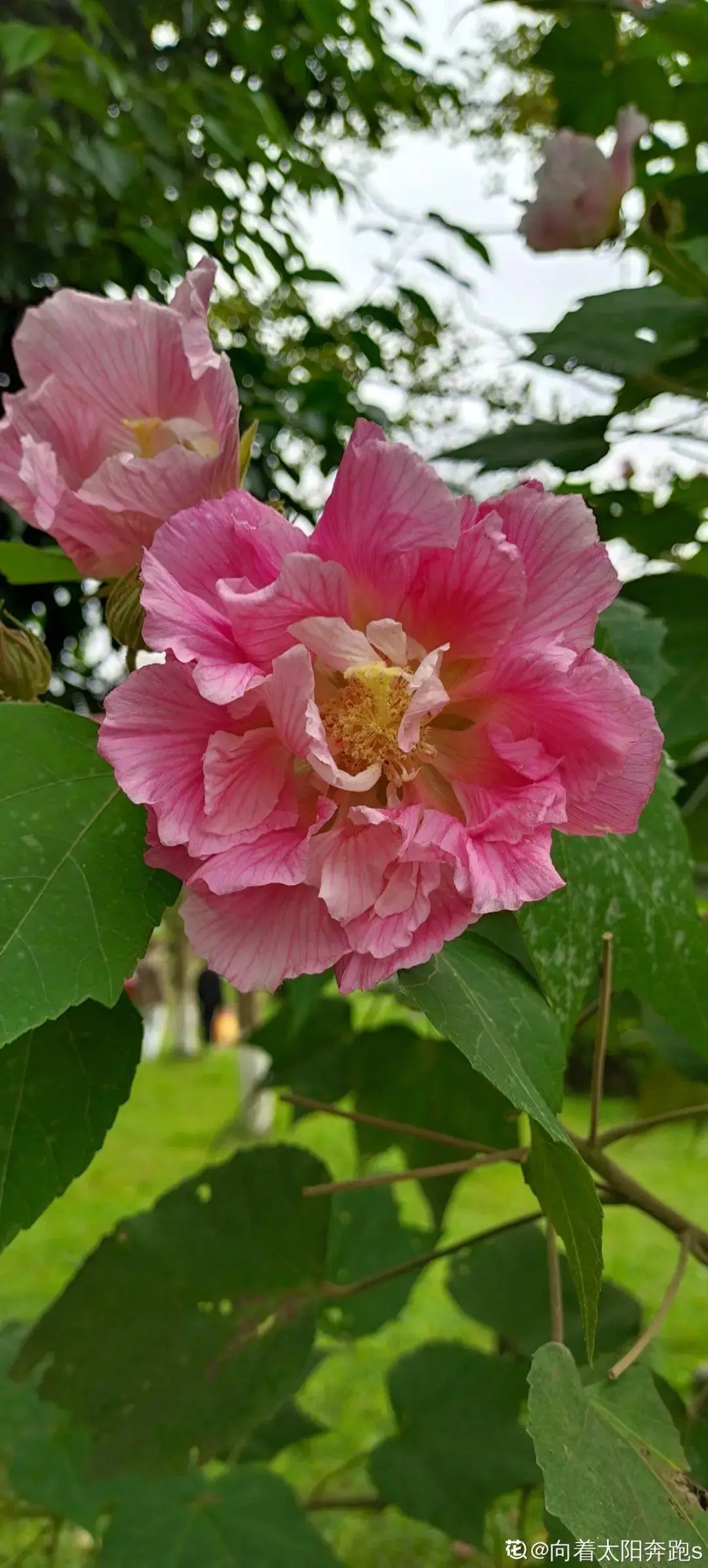 出生在几月份，最旺你的花就是它！