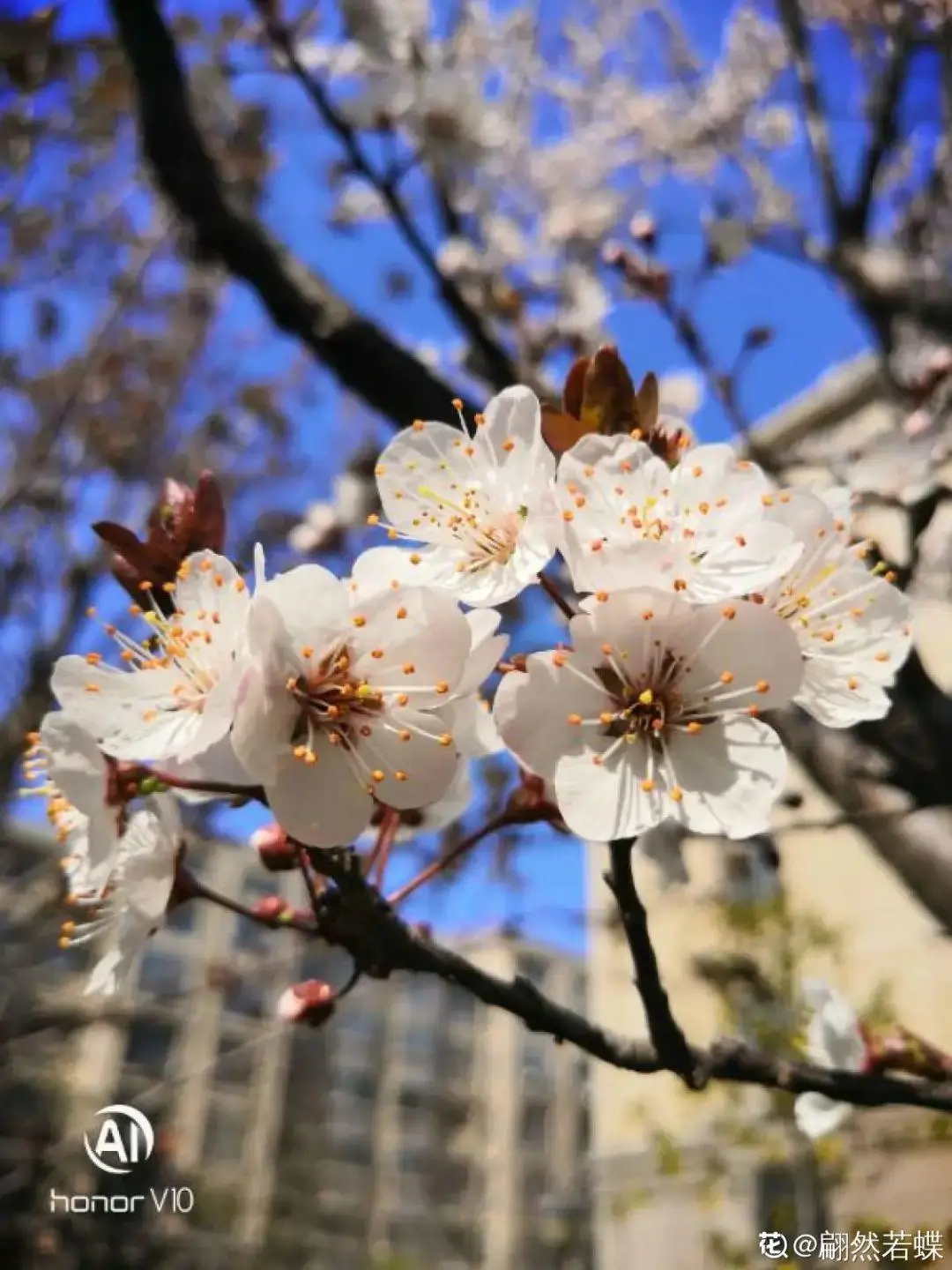 出生在几月份，最旺你的花就是它！