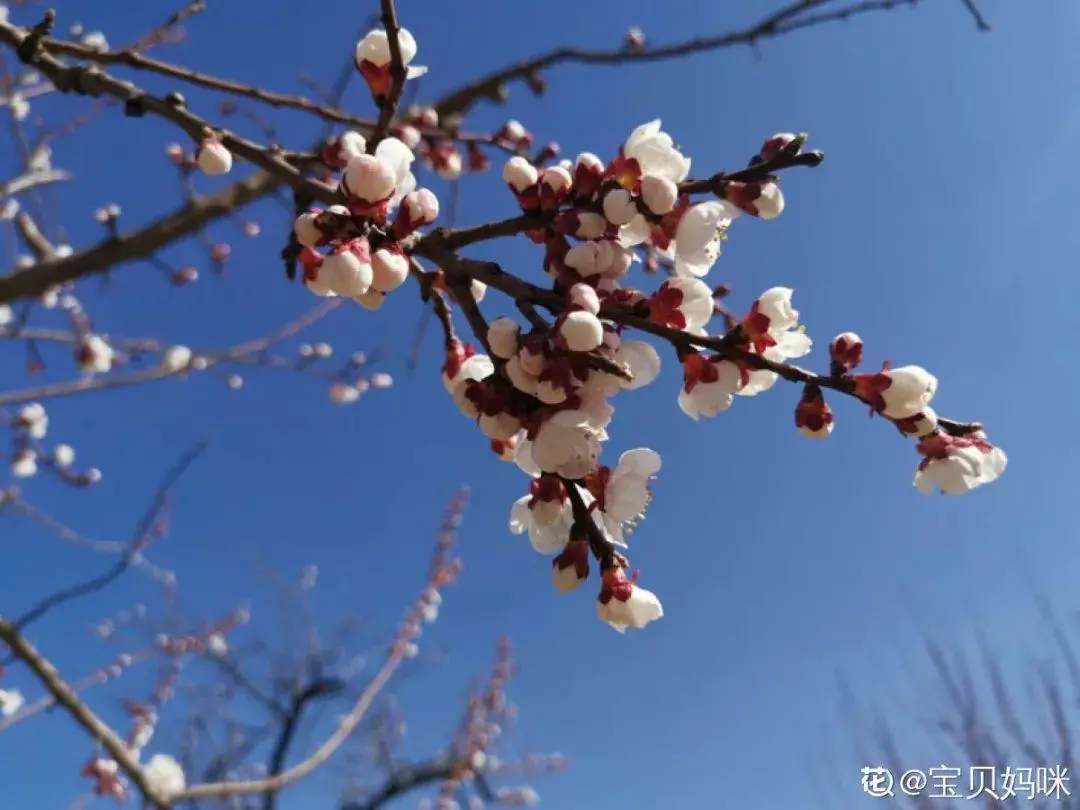 出生在几月份，最旺你的花就是它！