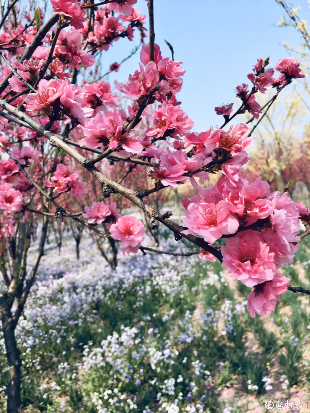 出生在几月份，最旺你的花就是它！