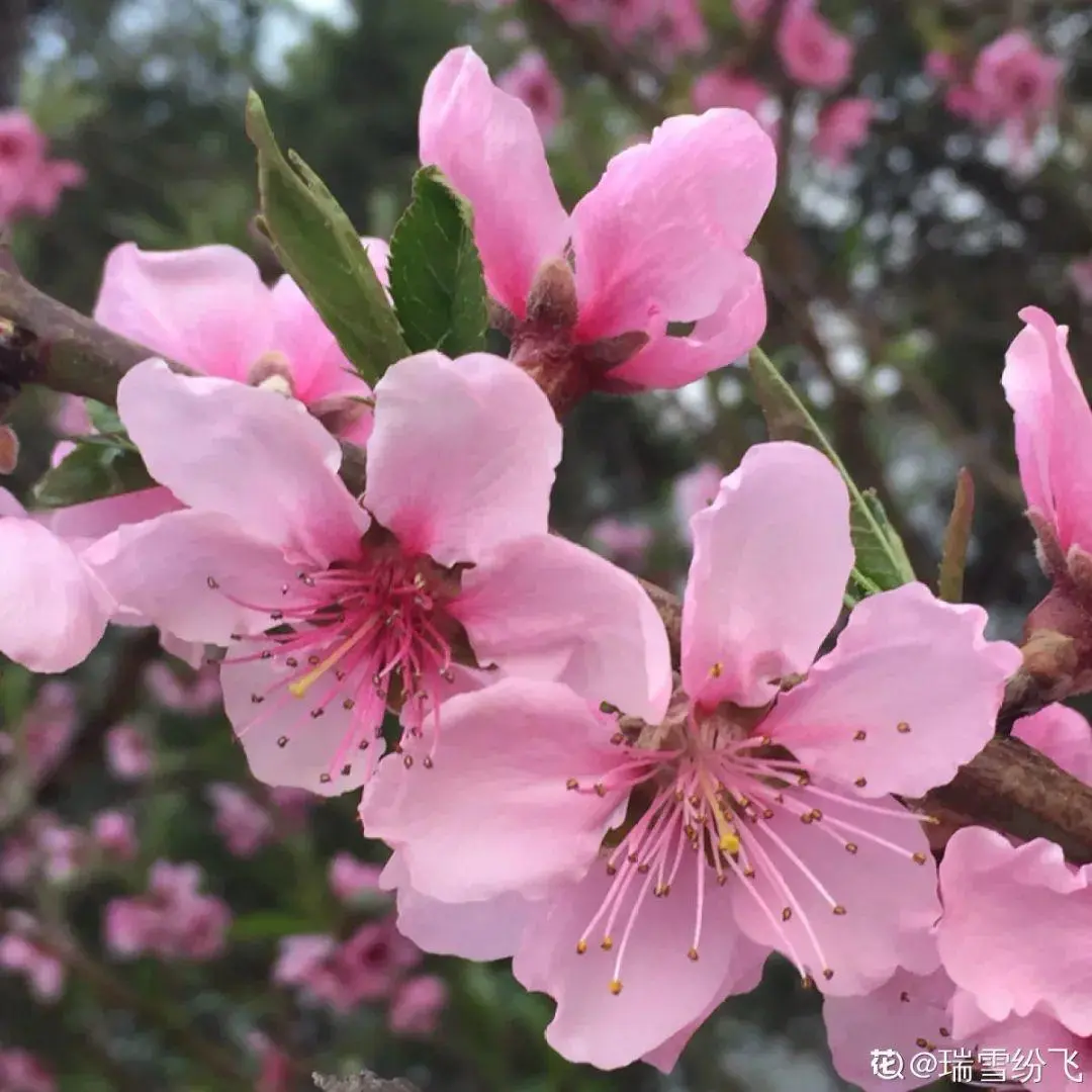 出生在几月份，最旺你的花就是它！