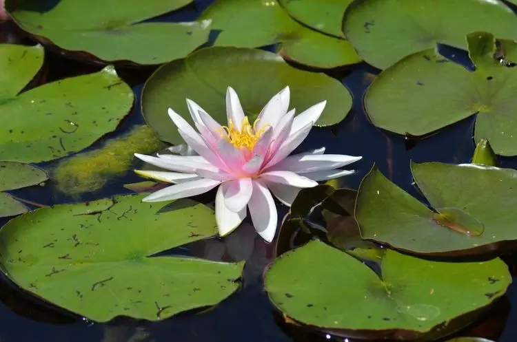 未来两周内，引来甜蜜桃花，爱情即将到来，主动追寻爱人的4星座