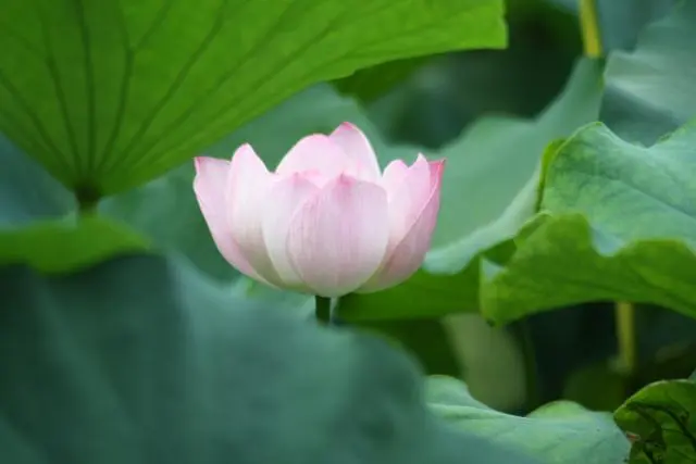 没背景，没人脉，还想在单位混的好？这些技巧要知道！早知早受益