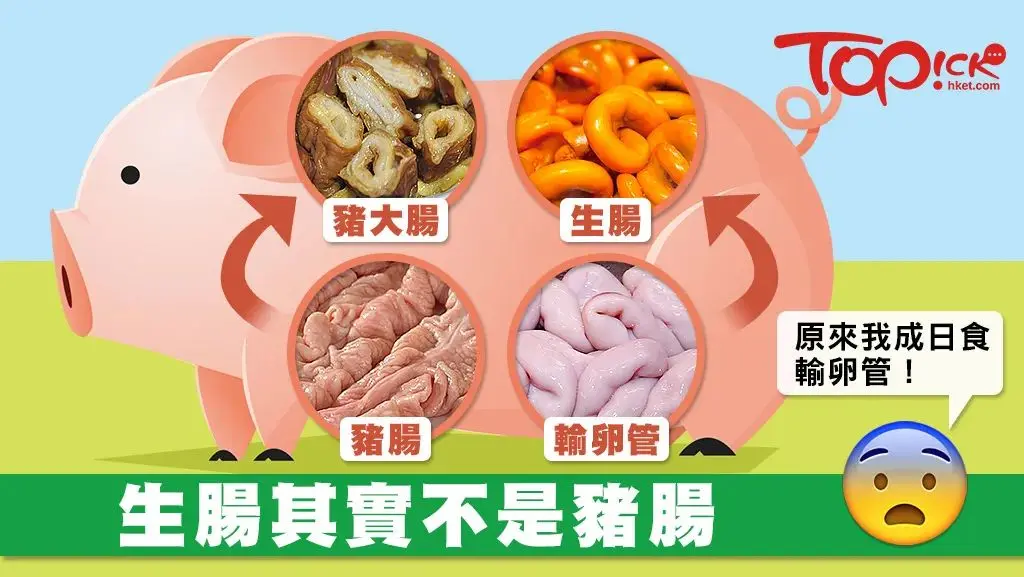 吃了一百次猪生肠，今天才知道它是输卵管