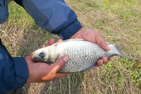 冬季钓鱼，勤快一点，做到这4“勤”，鱼口不间断，渔获有保证