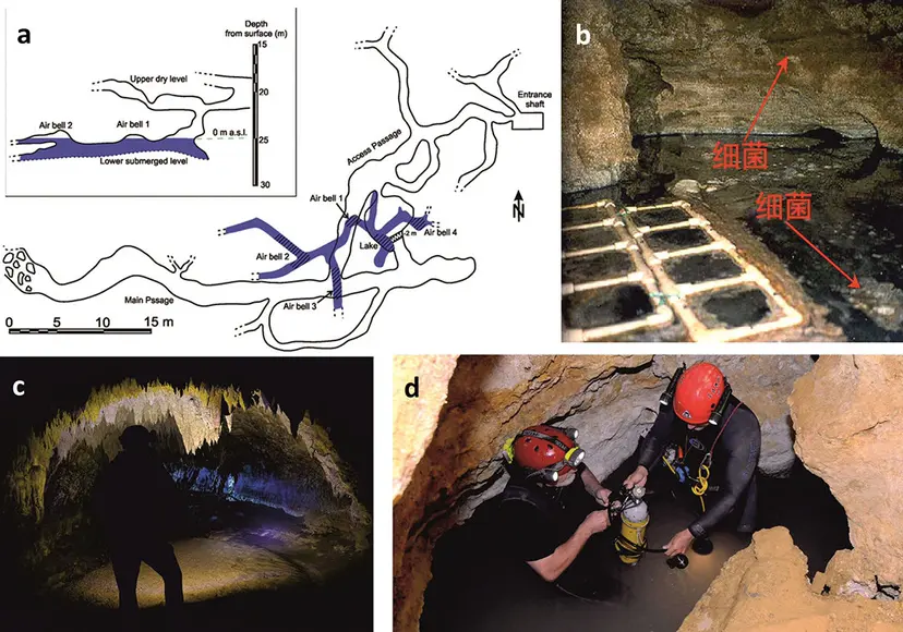 打开550万年前洞穴，科学家发现“外星世界”，突破生命认知