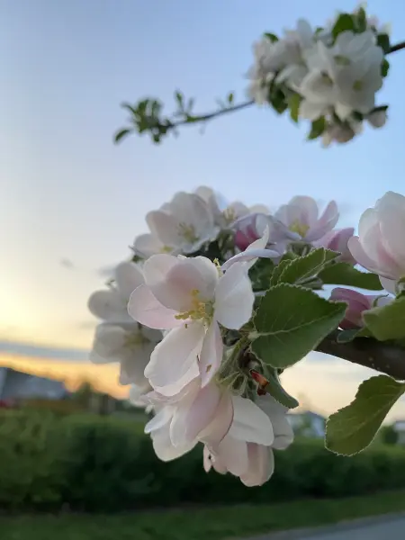 下个月内，月老相助，缘分桃花适可而止，爱情火花四溅的4大生肖