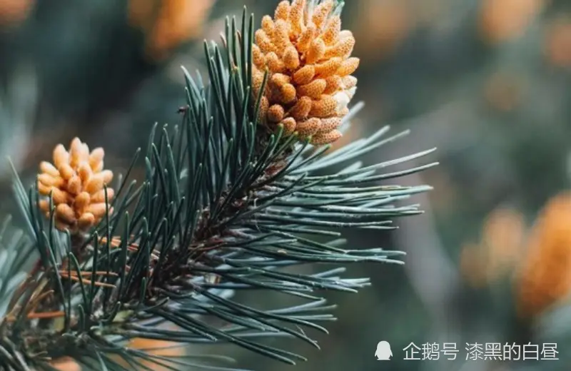 12月上旬开始，运势大好，富贵萦绕，吉祥富足的生肖