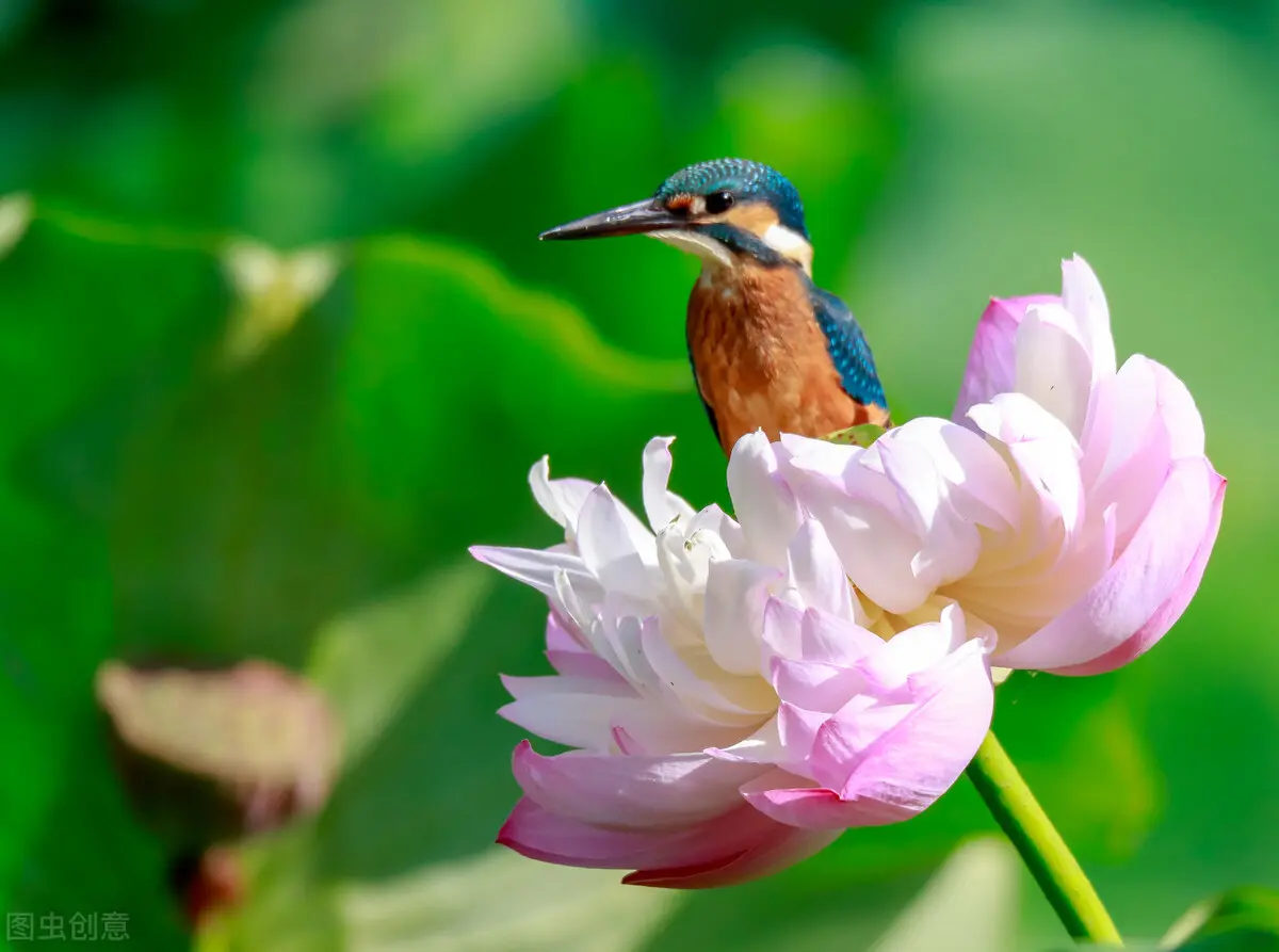 心理测试：选一朵淡雅的莲花，测你放下什么才会让你活得通透？