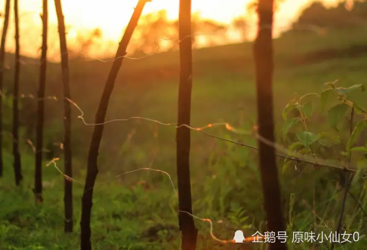 12月开始财气当头，事业发达，日子有钱不愁的生肖