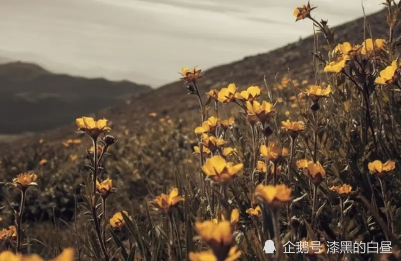 12月上旬开始，运势大红大紫，财富入宅，不缺钱花的生肖