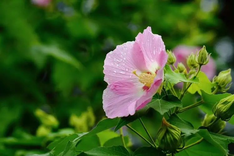 12月中旬，桃花吐芬芳，旧情又复燃，重新在一起的4大星座