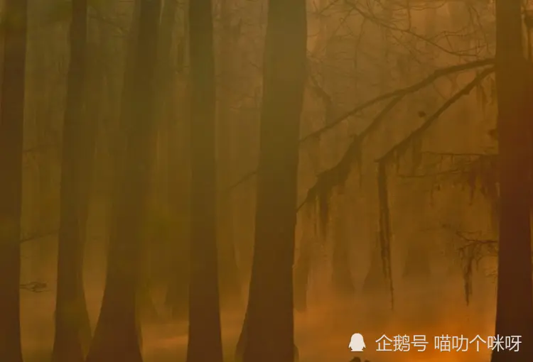 进入12月上旬，运势大转，福运围绕，心想事成，生活精彩的生肖