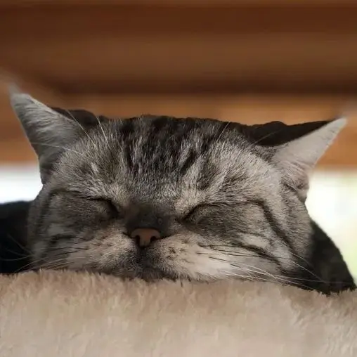 听说你们都在猜本都督是什么星座的？