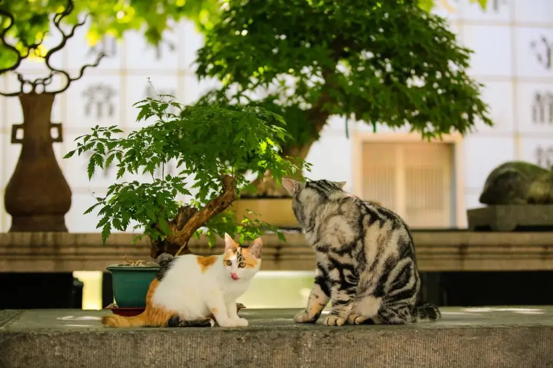 听说你们都在猜本都督是什么星座的？