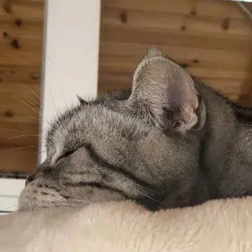 听说你们都在猜本都督是什么星座的？