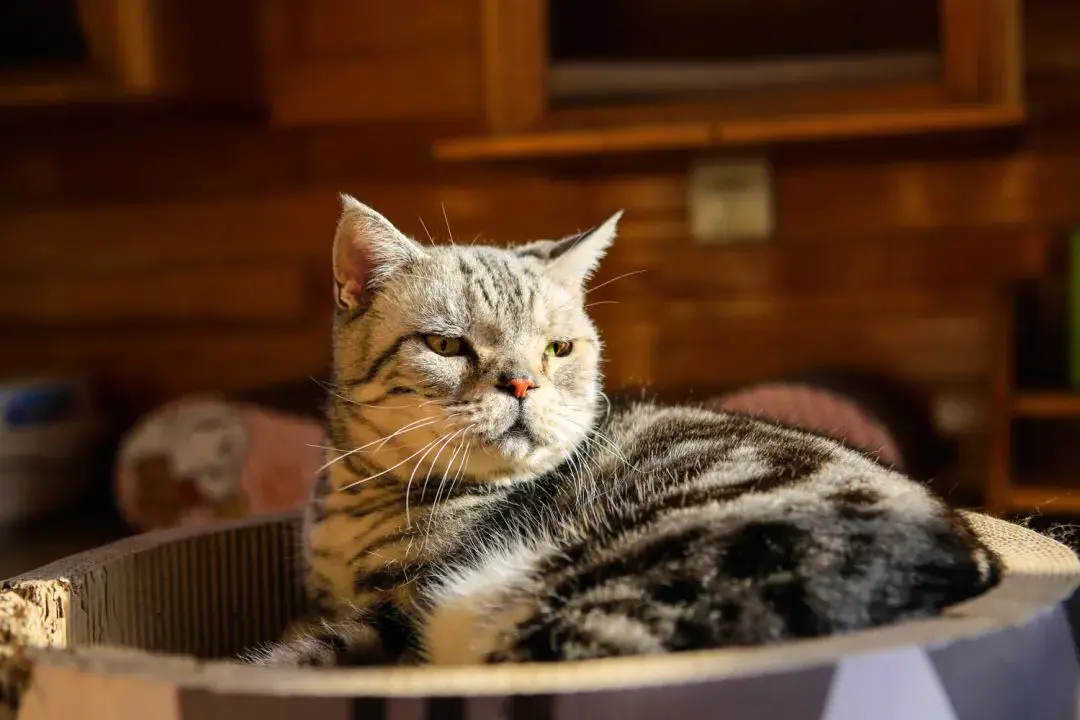 听说你们都在猜本都督是什么星座的？