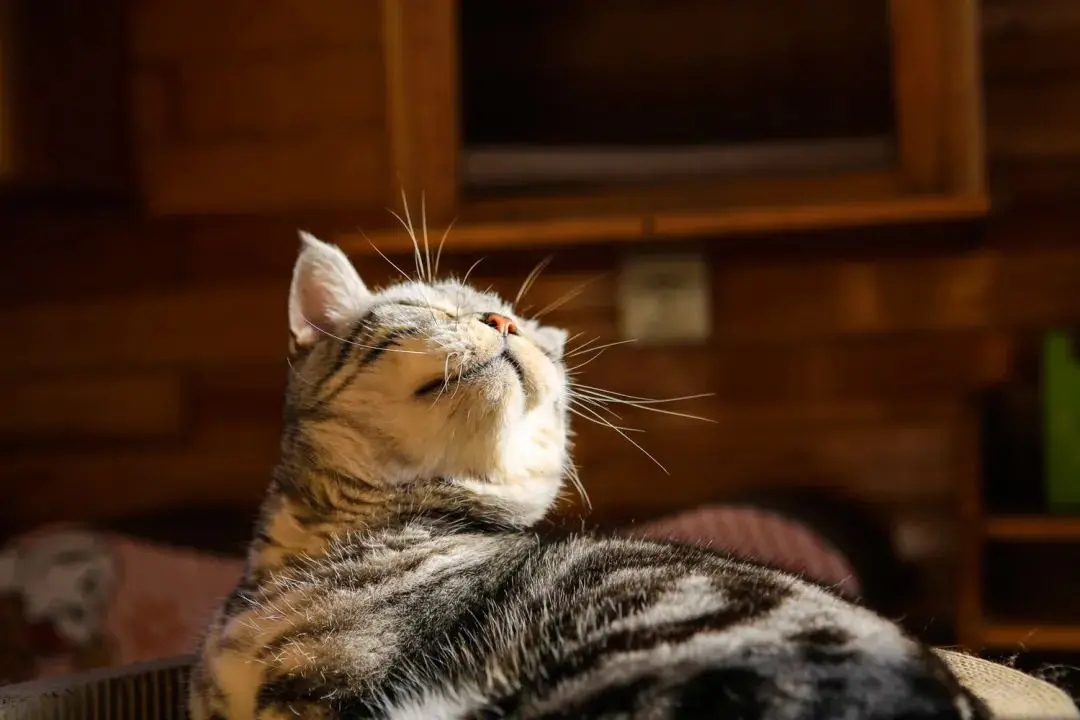 听说你们都在猜本都督是什么星座的？