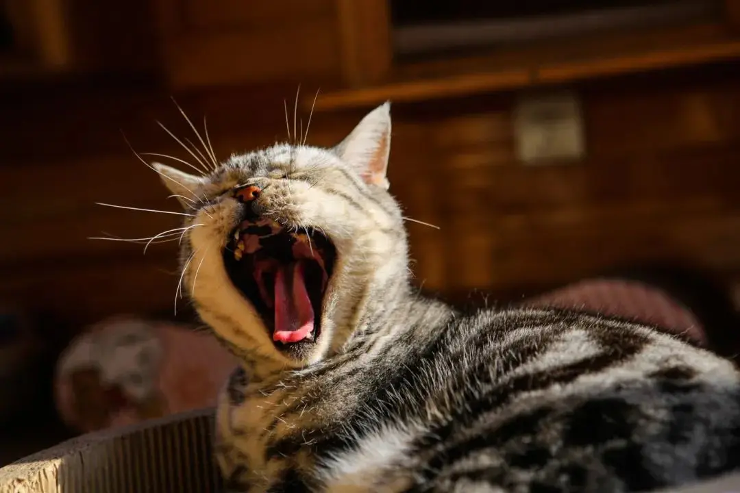 听说你们都在猜本都督是什么星座的？