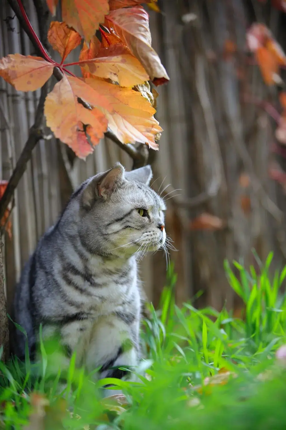 听说你们都在猜本都督是什么星座的？